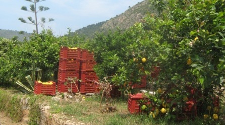 limoni